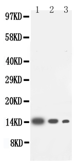 1 - Anti-IL-4 Antibody ABO10746