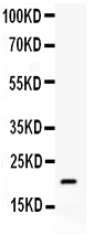 1 - Anti-BCL2L2 Antibody ABO10748