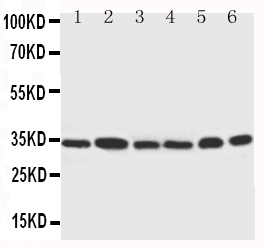 1 - Anti-Cdk4 Antibody ABO10750