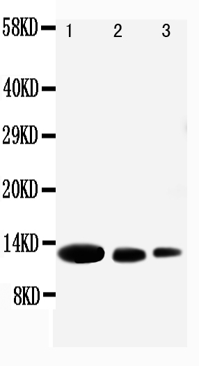 1 - Anti-CXCL9 Antibody ABO10751