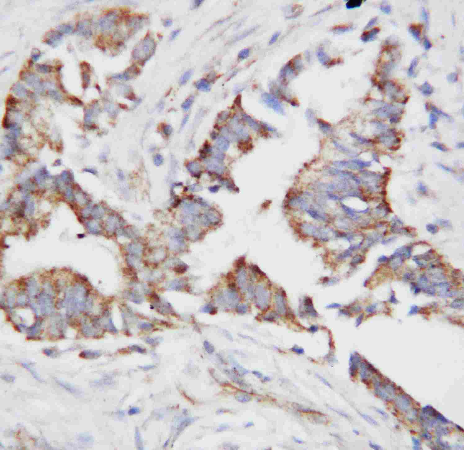 2 - Anti-OPN Antibody ABO10753