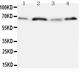 1 - Anti-OPN Antibody ABO10753