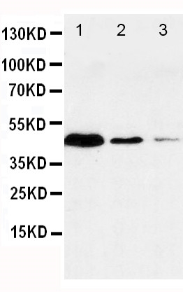 1 - Anti-Caspase-1(P20) Antibody ABO10759