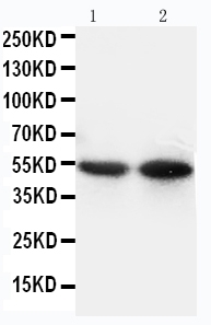 1 - Anti-CD14 Antibody ABO10764