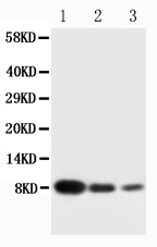 1 - Anti-PF4 Antibody ABO10767