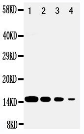 1 - Anti-DDT Antibody ABO10769