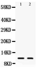 1 - Anti-Eotaxin 3 Antibody ABO10771