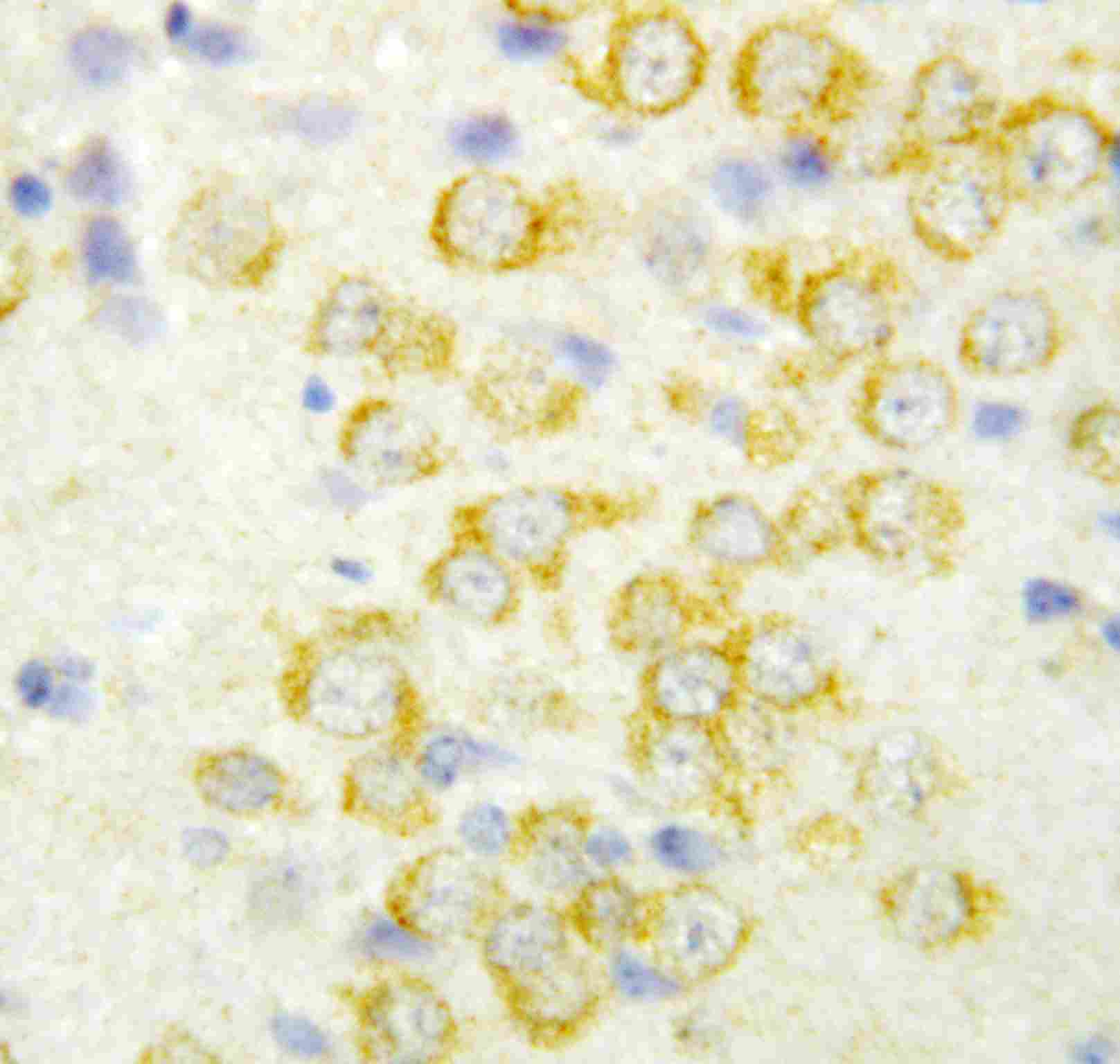 2 - Anti-FGF9 Antibody ABO10773