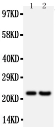 1 - Anti-FGF9 Antibody ABO10773