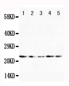 1 - Anti-FGF10 Antibody ABO10774