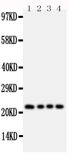 1 - Anti-FGF22 Antibody ABO10775
