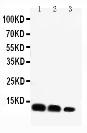 1 - Anti-CXCL16 Antibody ABO10779