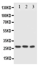 1 - Anti-FADD Antibody ABO10783