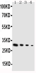 1 - Anti-GDNF Antibody ABO10784