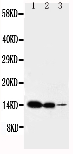 1 - Anti-IL-2 Antibody ABO10785