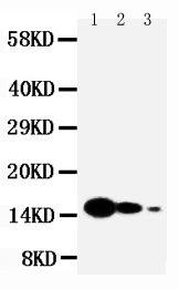 1 - Anti-IL-7 Antibody ABO10786