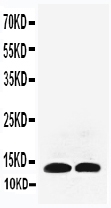 1 - Anti-IL-13 Antibody ABO10788