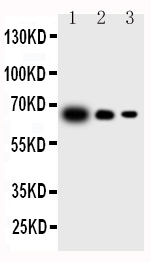 1 - Anti-IL-23 P19 Antibody ABO10789