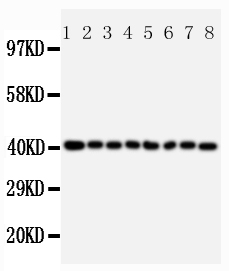 1 - Anti-PPID Antibody ABO10791