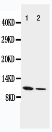 1 - Anti-Resistin Antibody ABO10792