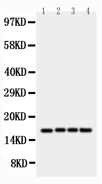 1 - Anti-survivin Antibody ABO10793