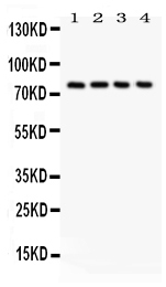 1 - Anti-Tau Antibody ABO10801