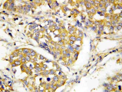 2 - Anti-TLR4 Antibody ABO10803