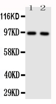 1 - Anti-TLR4 Antibody ABO10803