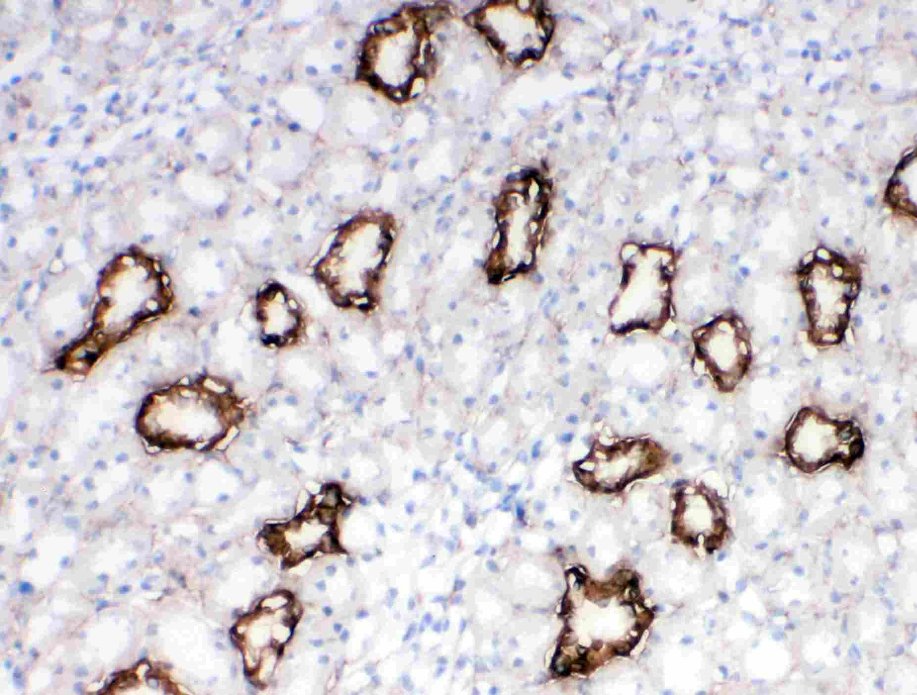 2 - Anti-Aquaporin 3 Antibody ABO10807