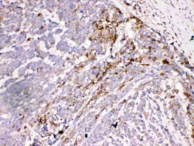 2 - Anti-Aquaporin 3 Antibody ABO10807