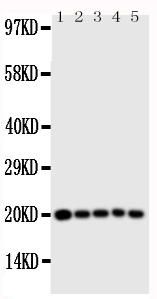 1 - Anti-Caspase 4 Antibody ABO10809