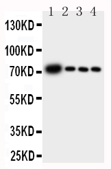 1 - Anti-GCLC Antibody ABO10811