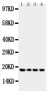 1 - Anti-IFN gamma Antibody ABO10812