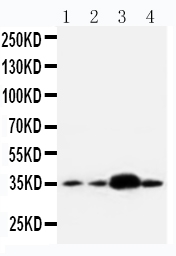 1 - Anti-APE1 Antibody ABO10813