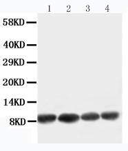 1 - Anti-Apelin Antibody ABO10819