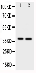 1 - Anti-MCL1 Antibody ABO10821