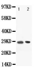 1 - Anti-BOB1 Antibody ABO10824