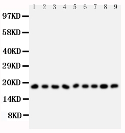 1 - Anti-Ribonuclease A Antibody ABO10825