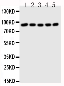 1 - Anti-STAT1 Antibody ABO10826