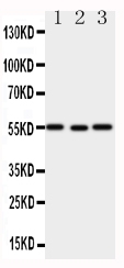 1 - Anti-XIAP Antibody ABO10830