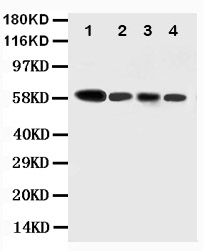 1 - Anti-Caspase-10 Antibody ABO10831
