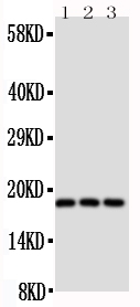 1 - Anti-CD90/Thy1 Antibody ABO10833
