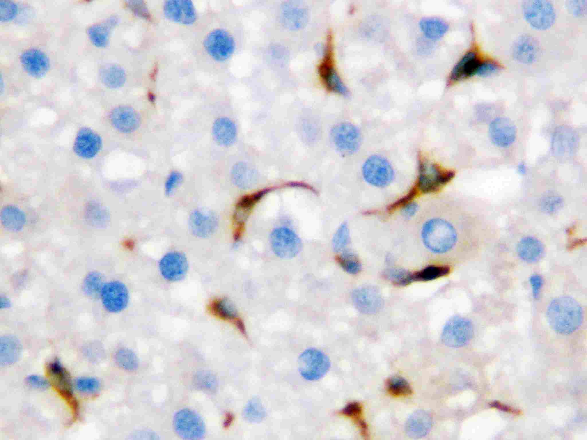 2 - Anti-CD68 Antibody ABO10836