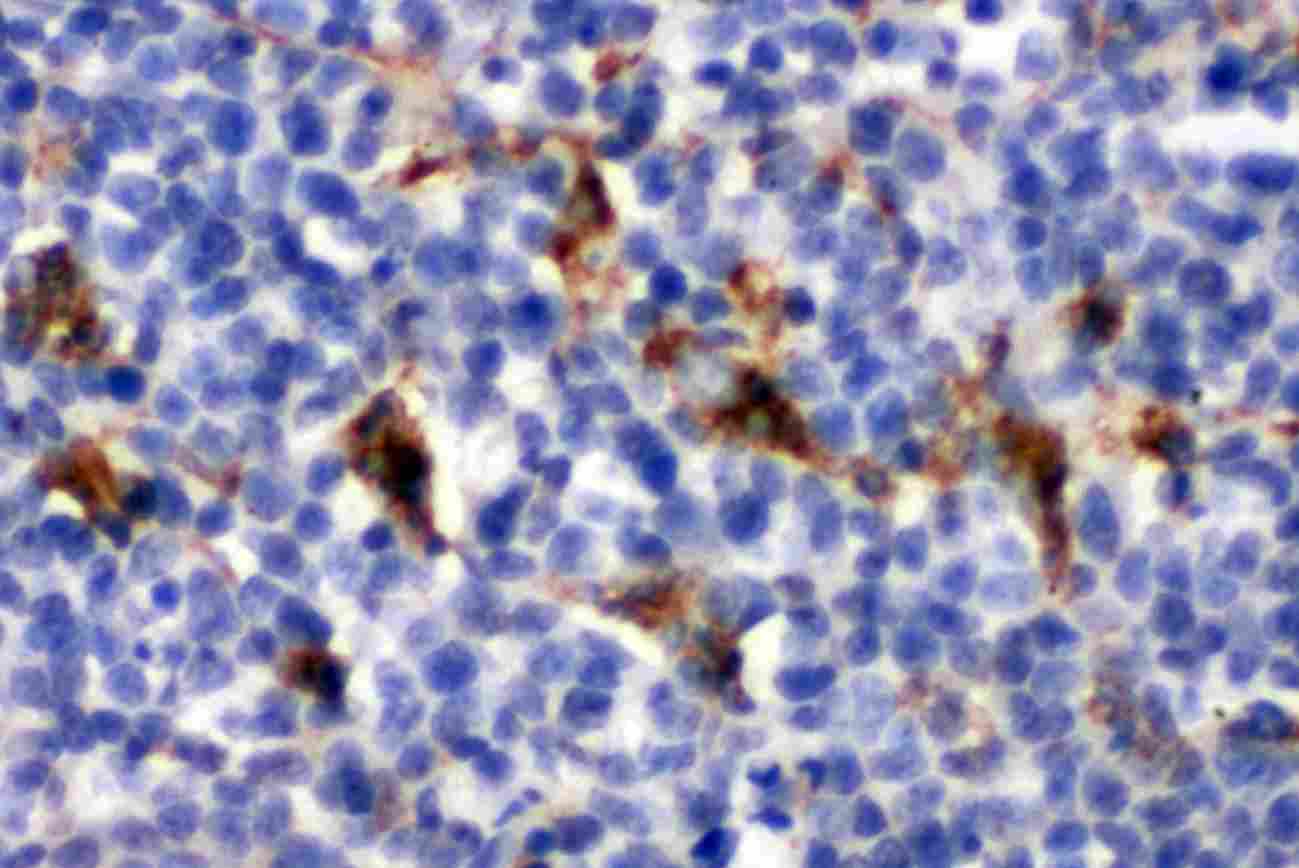 2 - Anti-CD68 Antibody ABO10836