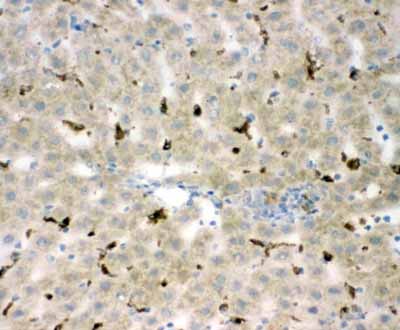 2 - Anti-CD68 Antibody ABO10836