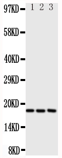 1 - Anti-CCL1 Antibody ABO10843