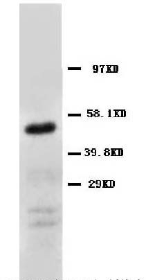 1 - Anti-Emmprin Antibody ABO10844