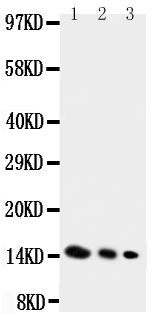 1 - Anti-IL-4 Antibody ABO10847