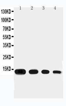 1 - Anti-Eotaxin Antibody ABO10849