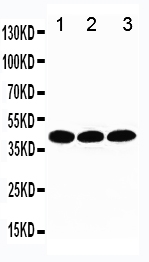 1 - Anti-TBP Antibody ABO10851